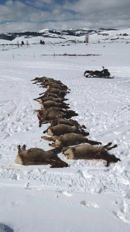 19 elk killed by wolves 23 March 2016